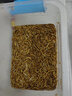 泷戈面包虫活体大麦虫乌龟蜥蜴仓鼠蝎子蜘蛛八哥鸟守宫鱼饵鱼活体饲料 1cm300条+饲料(送镊子) 实拍图