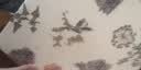 催情植物传奇：花草物语 122种催情植物 300+精美插图 200+古董级植物标本藏图 详解人类利用植物加深爱情的传奇历史 实拍图