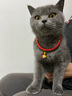 hoopet猫项圈猫咪项链颈圈猫咪围脖小型犬编织饰品新年装饰脖圈宠物项链 钱财多多-有声 M:范围25-35cm，建议体重13斤内 实拍图