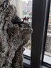 石光小站吸水石上水石盆景摆件 配件假山微景观多肉盆栽装饰品小摆件 双四角 实拍图