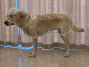 Lanswood 狗狗雨衣中大型犬宠物雨衣泰迪柴犬小型犬柯基金毛雨披防水透明 白边透明雨衣 6XL(建议50-70斤背长60cm） 实拍图