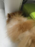 小佩智能自动喂食器SOLO白色 猫碗猫狗喂食器定时定量猫咪自动投食器 晒单实拍图