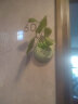 壁挂花盆创意墙上壁挂绿萝水培器皿花瓶水养植物花盆悬挂式插花花 壁挂-荷韵(青色) 晒单实拍图