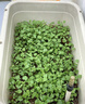 播种心情 家庭种植蔬菜种子孑籽大全四季播种阳台盆栽农家庭院小菜园有机 四季香菜种子2包 实拍图