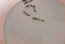 森悠（SARYOR）孔雀鱼纯种观赏鱼小型淡水好养热带鱼活体斑马金鱼凤尾鱼繁殖 豹点2对+1对防损【3公3母】 实拍图