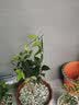 开时果 四季桂花树苗盆栽老桩浓香型花卉 室内植物客厅阳台好养绿植盆景 【家居点缀】精品桂花/40-50cm+砖红加仑盆 基地直发 实拍图