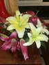 悦多彩AB级优质香水百合 家庭办公室各色生活鲜花 昆明基地 现采直发 百合组合20朵（黄色/粉色各10朵） 实拍图