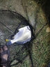 达亿瓦（DAIWA） 21新款纺车轮MISSION CS路亚轮海钓矶钓远投进口渔轮 2000 速比5.3 实拍图