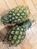 鲁禧新鲜地菠萝黄梨 热带水果孕妇水果 当季叶酸水果采摘产地直发 破损险（非实物） 实拍图