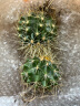 种花迷超大金琥仙人球10-42cm花卉盆栽绿植桌面盆栽阳台多肉规格齐全 直径6厘米 晒单实拍图