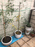红木香爬腾花 红木香花苗庭院阳台爬藤植物盆栽 z5 黄木香大苗 1-1.3米高 实拍图