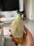 【京东快递】猫玩具宠物鱼薄荷鱼啃咬逗猫棒毛绒仿真鱼抱枕磨牙 1条 实拍图