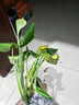 壹植龟背竹水培植物盆栽大号老桩室内客厅天堂鸟花瓶耐阴常青好养绿植 龟背竹35~40cm一棵【送营养液】 实拍图