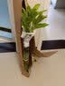 白兰花盆栽花卉植物室内花四季黄角兰白玉兰花树苗老桩带花苞开花 白兰4年苗70cm高当年开花 不含盆 实拍图