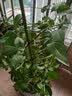 生长魔励植物爬藤花架阳台花盆攀爬支柱花卉固定支撑防倒蟹爪兰铁线莲支架 4圆环支柱-120cm（2个起发货） 实拍图