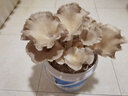 菇婆婆DIY平菇蘑菇种植桶装食用菌盆栽蘑菇菌包家庭种植蘑菇菌包 秀珍菇 实拍图