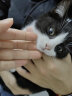 逸诺（enoug）猫咪沐浴露SOS香波猫猫专用猫用除菌持久留香除臭洗澡免洗沐浴液 英短猫专用-365ML 实拍图