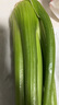 美邻惠享家新鲜西芹5斤装去叶大棵芹菜榨汁专用山东时令蔬菜香芹源头直发 草绿色 西芹5斤装普通快递 实拍图