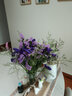 爱满云南勿忘我干花鲜花摆件客厅装饰真花插花满天星花束节日生日搭配 【陪伴】紫勿 约30支 实拍图
