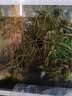 异景园鱼缸水族箱造景水榕沉木活体水草淡水无土植物后景真水草净水增氧 红绿波混合陀草 实拍图