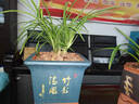 爵遇良品宜兴紫砂兰花盆带托盘君子兰盆中小型桌面家用绿萝蝴蝶兰阳台花盆 黑泥U型-小号（配紫砂托） 图上标注 实拍图