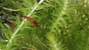 噢水噢观赏虾活体水族淡水小动物鱼缸清洁除藻极火彩色观赏鱼水晶虾壹 品质樱花40送10只备损 实拍图