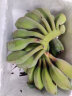 广西苹果蕉新鲜香蕉10斤自然熟当季新鲜水果香芭蕉香甜粉糯现摘 产地直发 5斤 晒单实拍图