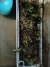 朵咔园艺阳台种菜盆种菜专用悬挂长方形塑料花盆自吸水懒人花盆新款壁挂式 A207款懒人盆1个+挂架1套 实拍图