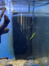 伊罕EHEIM 鱼缸内置过滤器乌龟过滤器 易提系列 高低水位通用 内置过滤器易提200（不超过200L） 实拍图
