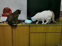 霍曼（Homerun）智能猫玩具甜甜圈自动猫咪互动逗猫棒电动逗猫器猫咪宠物用品 逗猫甜甜圈官方标配 实拍图