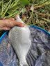 美人鱼（Mermaid）上海美人鱼美人鱼鱼线寻途大物线100米钓鱼线 主线100米 4.0 实拍图