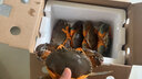 【活蟹】掌昕鲜三门青蟹 全母蟹（5-6两/只）5只 海鲜活螃蟹水产父亲节送礼盒源头直发 实拍图