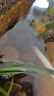 海格瑞假山盆景微型小水泵鱼缸潜水泵过滤泵风水轮迷你抽水泵家用摆件泵 新款8瓦 实拍图