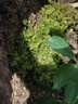 青苔藓鲜活苔藓微景观植物盆景盆栽水陆缸假山草造景材料白发藓短绒青苔- 星星藓(11*8)cm 2盒 实拍图
