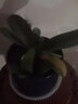 欧悟 蝴蝶兰花苗盆栽室内观花植物桌面阳台年宵花卉四季开花绿植花卉 花花公子蝴蝶兰+透明原盆+原土 实拍图