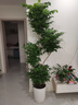 花财主天堂鸟盆栽办公室大型绿植客厅盆栽家用吸甲醛净化空气绿植 4层幸福树1.6-1.8m【圆柱盆】 实拍图
