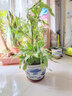 御卉阁 绿植盆栽花卉昙花苗  琼花苗 俗称月下美人 香味浓郁室内外盆栽 8年特大苗 实拍图