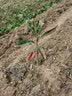 言清 正宗嫁接杨梅树苗 南方北方种植盆栽地栽果树苗庭院阳台果苗木 晚稻杨梅4年苗(当年结果) 实拍图