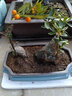尘菁 紫砂大口径造景花盆陶瓷哥窑绿植景观多肉拼盘复古文竹盆景盆 【039-1-哥窑】 大 实拍图