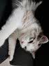 华元宠具（hoopet）猫梳子猫咪去浮毛梳毛刷宠物狗狗猫毛清理器幼猫按摩针梳开结除毛 橙绿 实拍图