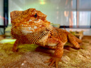 REPTIZOO陆龟饲养箱爬宠缸鬃狮变色龙蜥蜴守宫玻璃爬缸爬虫箱【RK饲养缸】 90x45x32CM【RK0118】 实拍图