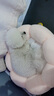 KimPets猫窝狗窝 冬季保暖透气踩奶窝 四季通用圆形窝猫床宠物窝用品 花朵窝粉色【大号55cm】 实拍图