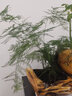 一名花匠文竹盆栽植物室内净化空气办公室水培小绿植花卉大全盆景四季常青 精品单棵30-40cm(简易盆) 含盆 实拍图