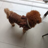 阿莫尔宠物小狗狗衣服秋冬装加绒加厚保暖泰迪比熊小型犬四脚衣猫咪衣服 麋鹿（四脚） XL 实拍图