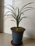 劉閣蘭花新品兰花苗 春剑赌草 冬带花苞出售开品未知新奇 好养花卉盆栽草 3苗连体裸根 实拍图