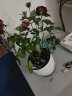玫瑰花盆栽大盆带花苞室内四季好养的花卉观花植物玫瑰鲜花绿植苗 红玫瑰(仿木桶盆)一包土 含盆 晒单实拍图