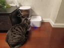 玲珑猫宠物智能可视自动喂食器 猫碗猫粮狗粮定时定量猫咪自动投食器 智能版+2.5L饮水机 实拍图