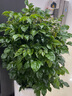 绿韵花田【两小时达】发财树鸿运当头天堂鸟大型绿植公司门口乔迁送礼 幸福树 实拍图