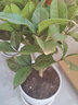 锦枫（jinfeng）桂花树苗盆栽植物办公室内花卉四季开花好养易活的客厅绿植小盆景 4年苗包开花+仿木桶带底托 原土发货 实拍图