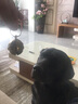 咪贝萌复古清脆虎头铜铃铛宠物项链猫咪小狗泰迪大狗金毛项圈防走失用品 直径4.2CM狮子头 均码 实拍图